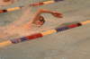Dewitt 026